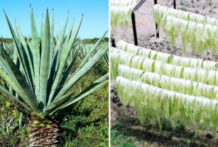 Henequén puede ser convertido en material polímero