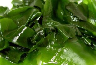 Estudian uso de algas marinas para crear envases