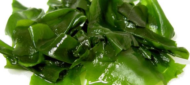 Estudian uso de algas marinas para crear envases