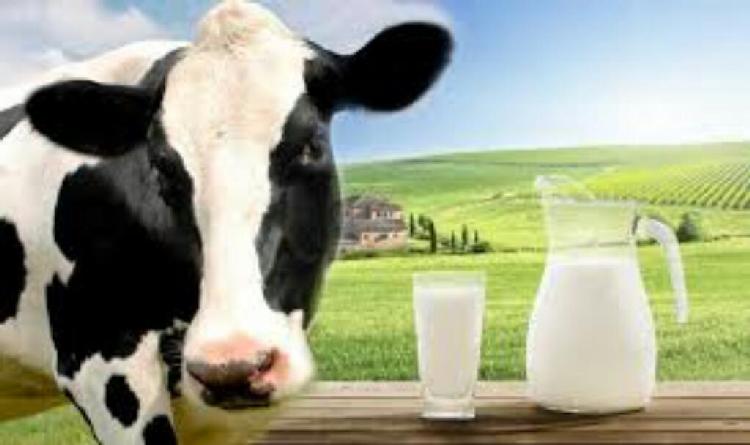 Leche de vaca