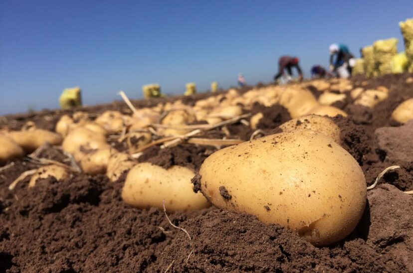 cultivo-de-papa