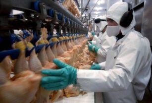 Inocuidad carne de pollo