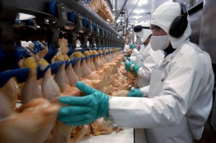 Inocuidad carne de pollo