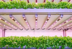 Innovación LED hortícola