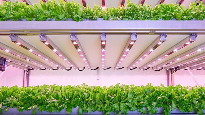 Innovación LED hortícola