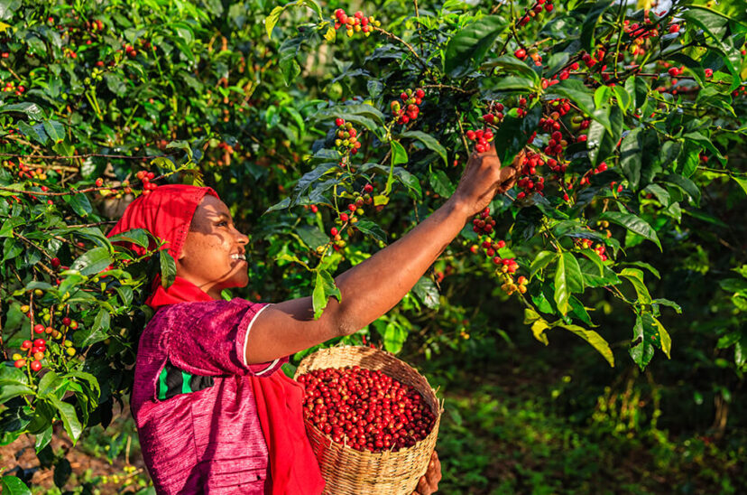 Mujer agricultura