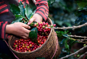 caficultores mexicanos