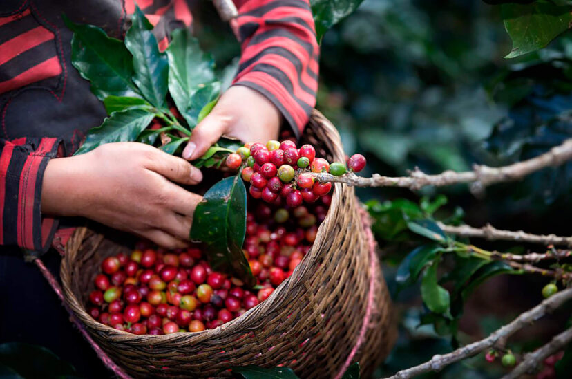 caficultores mexicanos