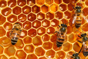 abejas_panal_miel