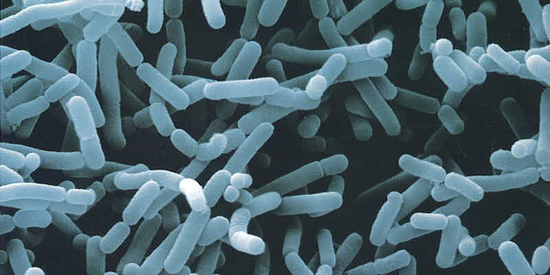 Bacterias que enferman a los alimentos