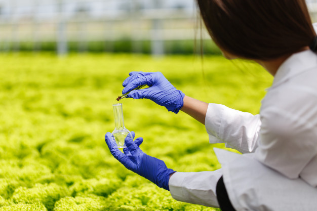 La biotecnología se aplica en la producción de la cerveza, el vino y los quesos, pero también permite la creación de alimentos especializados.