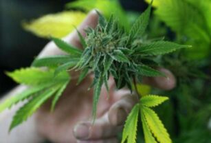 cannabis-para-consumo-recreativo