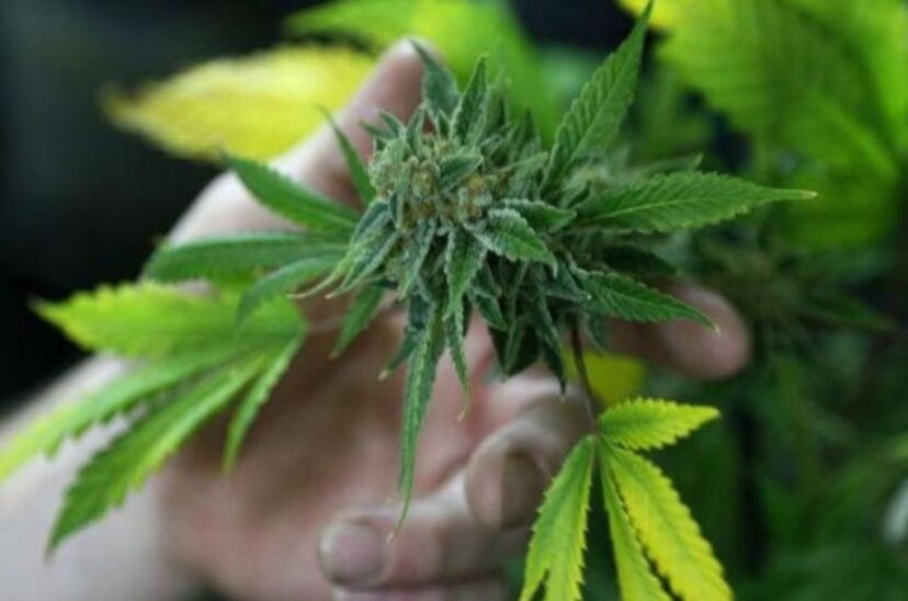 cannabis-para-consumo-recreativo