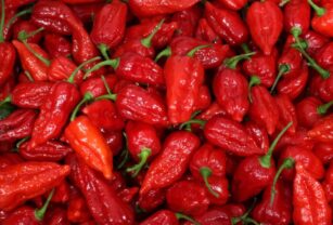 Millennials buscan sabores innovadores