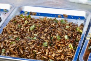 Insectos, la proteína del futuro