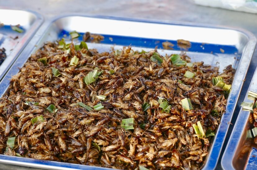 Insectos, la proteína del futuro