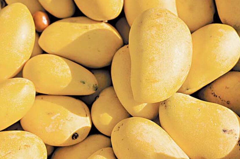 Givaudan presenta investigación en sabores Mango