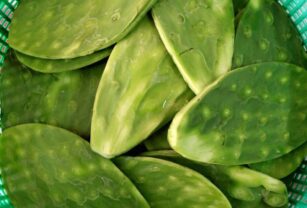 Comercializan cerveza a base de nopal