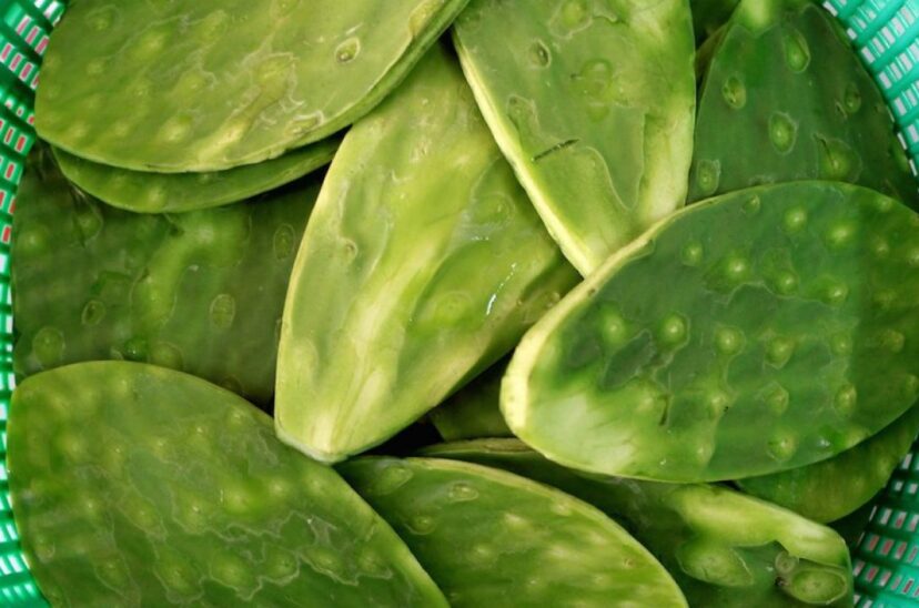 Comercializan cerveza a base de nopal