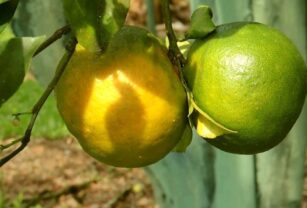 El fin de las naranjas verdes