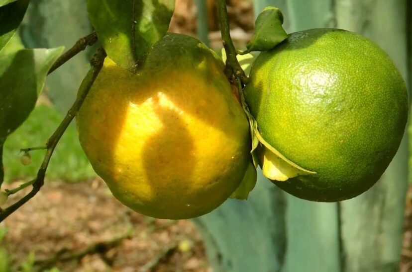El fin de las naranjas verdes