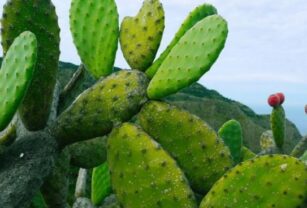 Innovan con botana a base de nopal