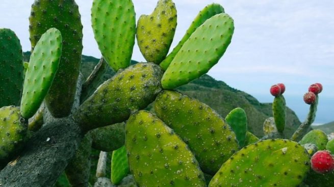 Innovan con botana a base de nopal