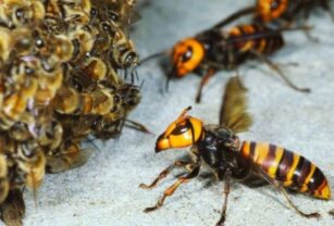 protegen-abejas-del-avispon