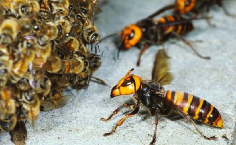 protegen-abejas-del-avispon