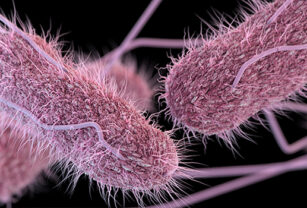 Impacto de la contaminación por Salmonella