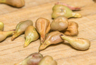 Son los OPC el más poderoso antioxidante natural