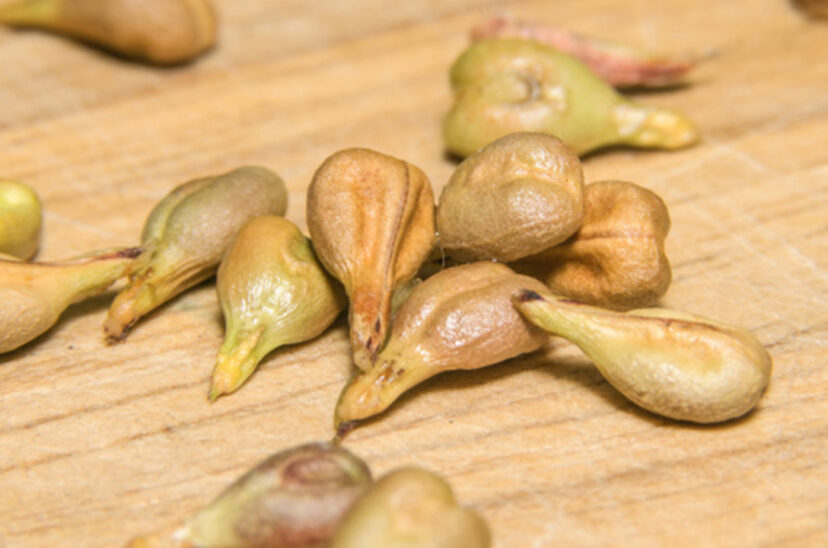 Son los OPC el más poderoso antioxidante natural