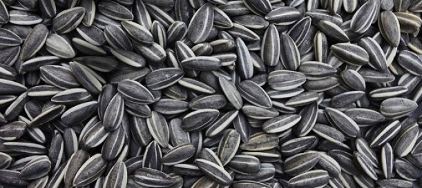 Semillas de girasol, aumento del valor nutricional