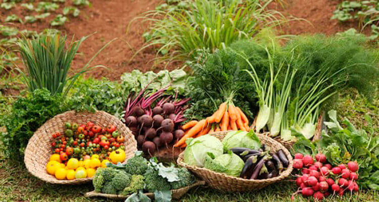 sostenibilidad-alimentaria