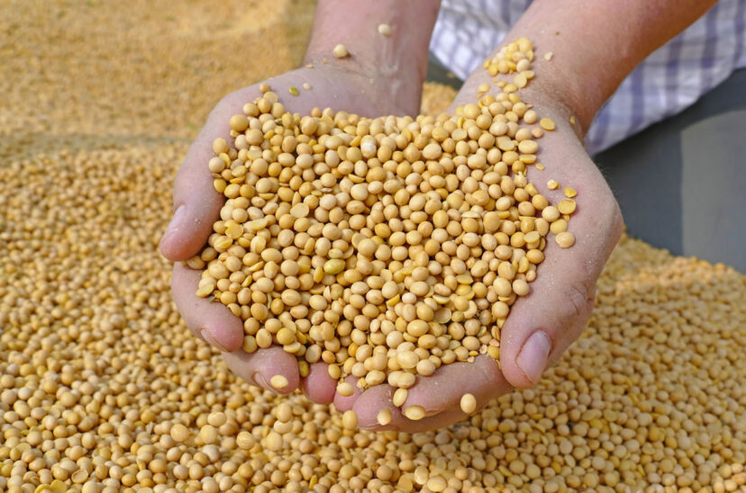 Soya: algo más que funcional