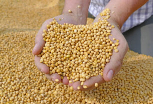 Muestran alcance de la soya