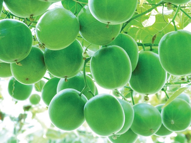 tendencia-en- edulcorantes-va-a-lo-natural