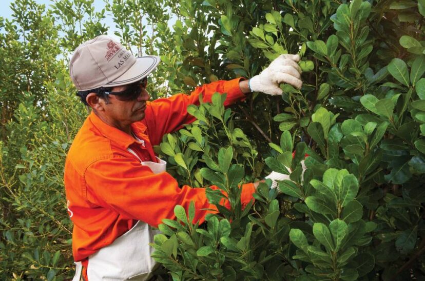 Reina el consumo de yerba mate