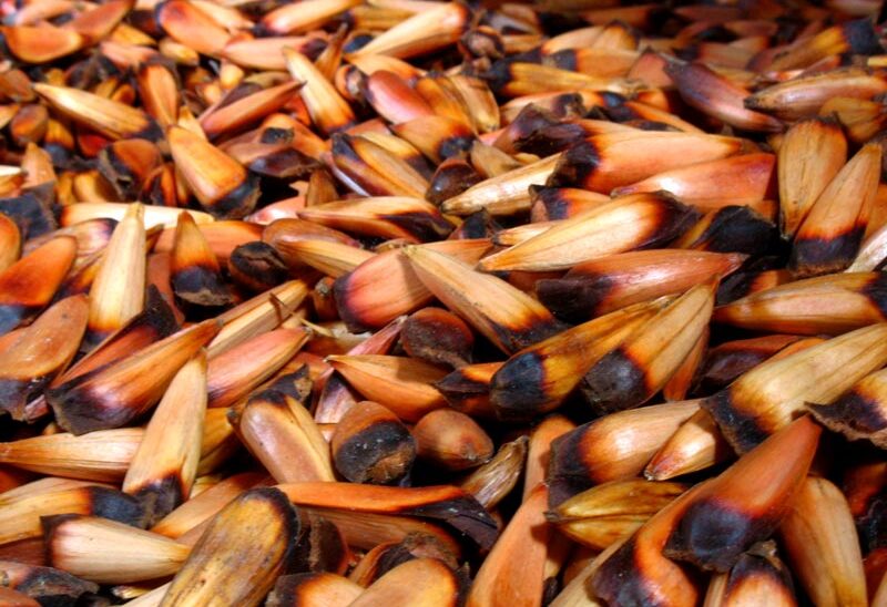 piñones