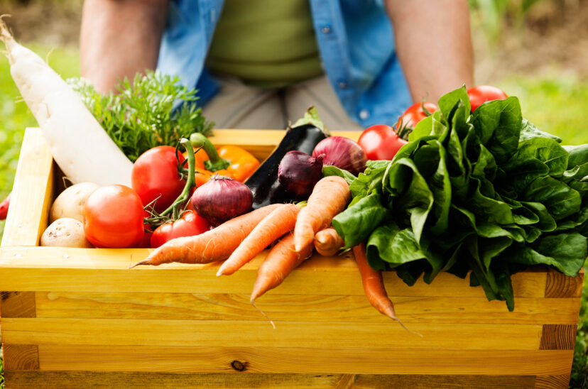 alimentacion