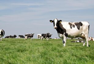 Vacas y ácidos grasos