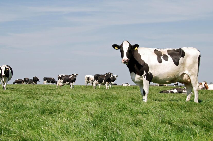 Vacas y ácidos grasos