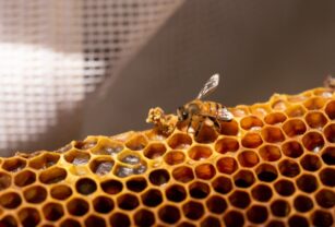 abejas-en-panal