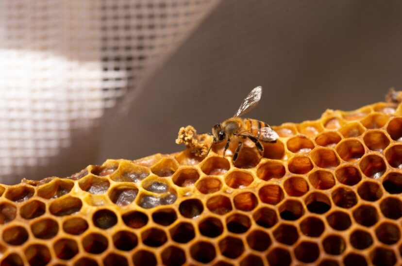 abejas-en-panal