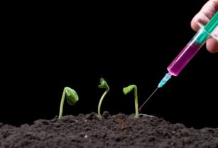 innovación-vegetales