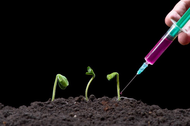 innovación-vegetales