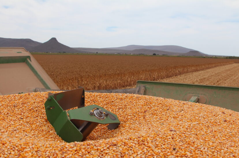 kellog-campo-sustentable