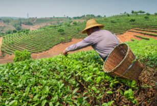 seguridad-alimentaria-agricultura