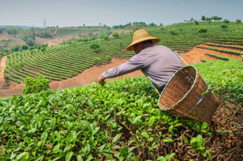 seguridad-alimentaria-agricultura