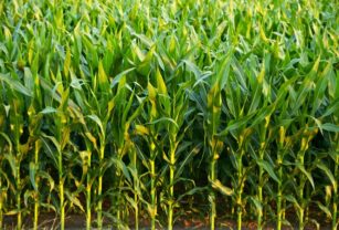 Bolsas de plástico producidas a base de maíz